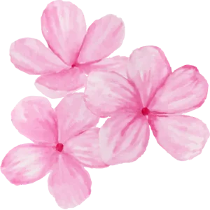Flores rosas